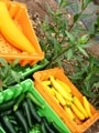 規格外野菜ってなんだろう？