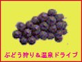 旬のぶどう狩りと温泉をWで楽しむ甲州ドライブ～　ぶどう狩り＆温泉ドライブ！