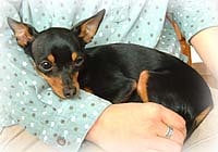 3/3 超小型愛玩犬クリサジークの巻 [犬] All About