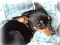 超小型愛玩犬クリサジークの巻