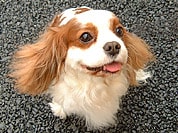 臨床獣医学フォーラム・レポート「心臓病」