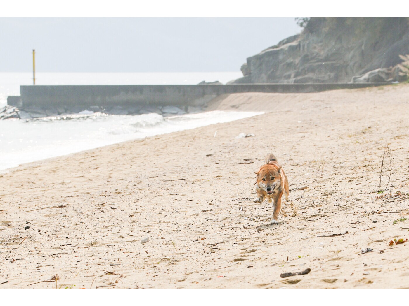 犬種による特性を知ろう……犬と暮らす前に！ [犬] All About
