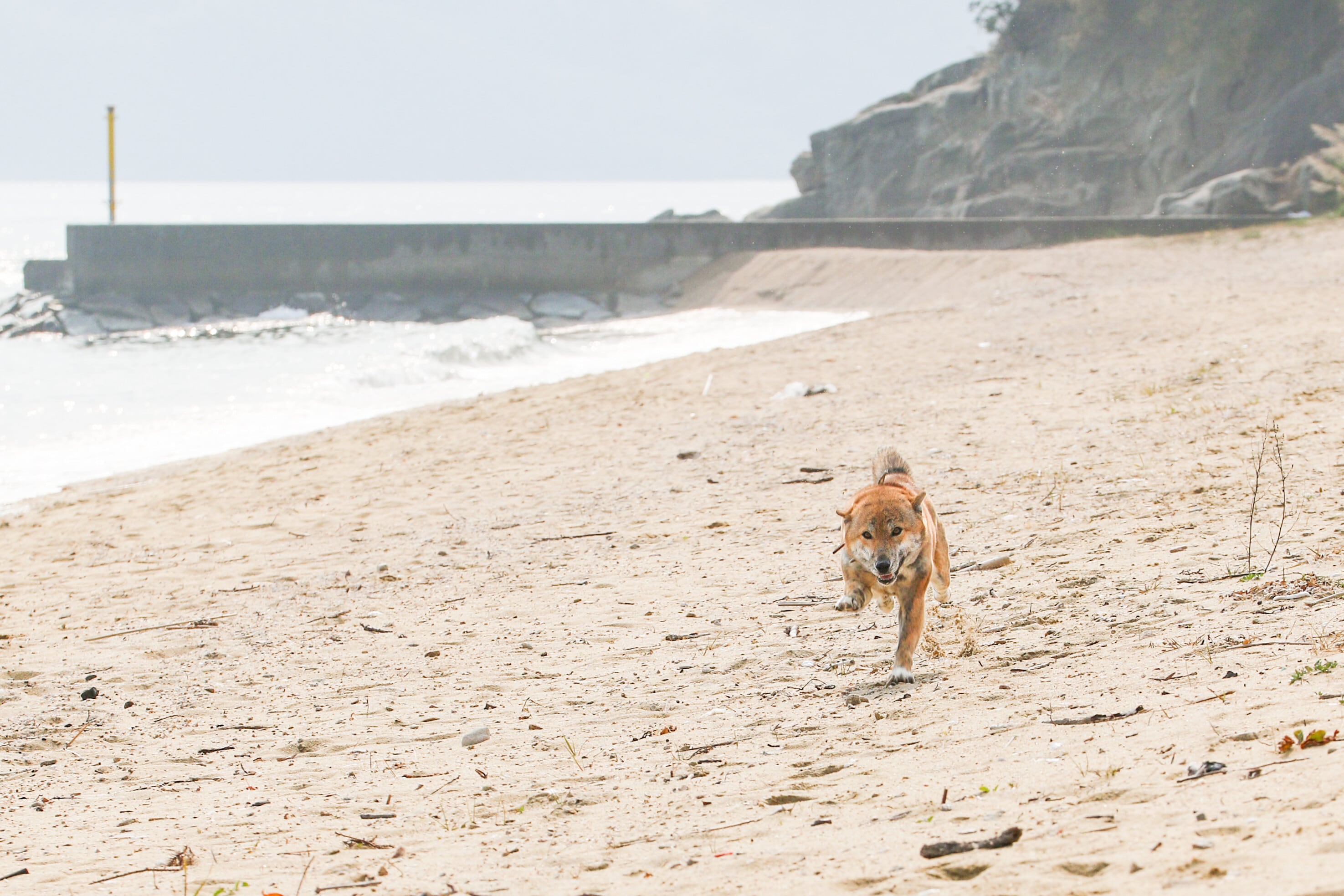 犬種による特性を知ろう……犬と暮らす前に！ [犬] All About