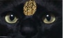 猫に小判以外にいくつ知っていますか　猫のことわざ