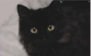 FIP/Feline Iinfectious Peritonitis　猫伝染性腹膜炎