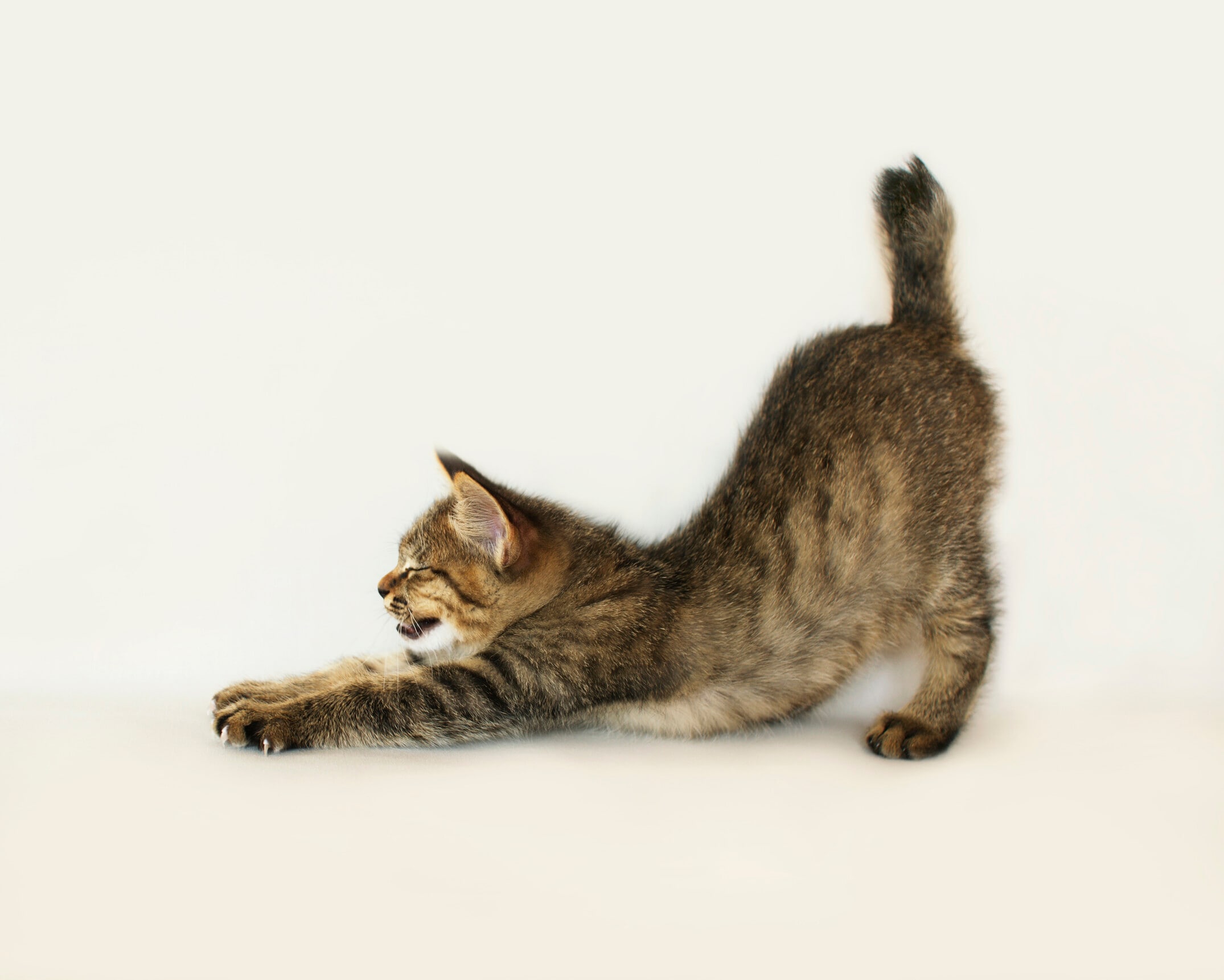 猫様お約束品 猫柴様おまとめ4点 猫柴様お