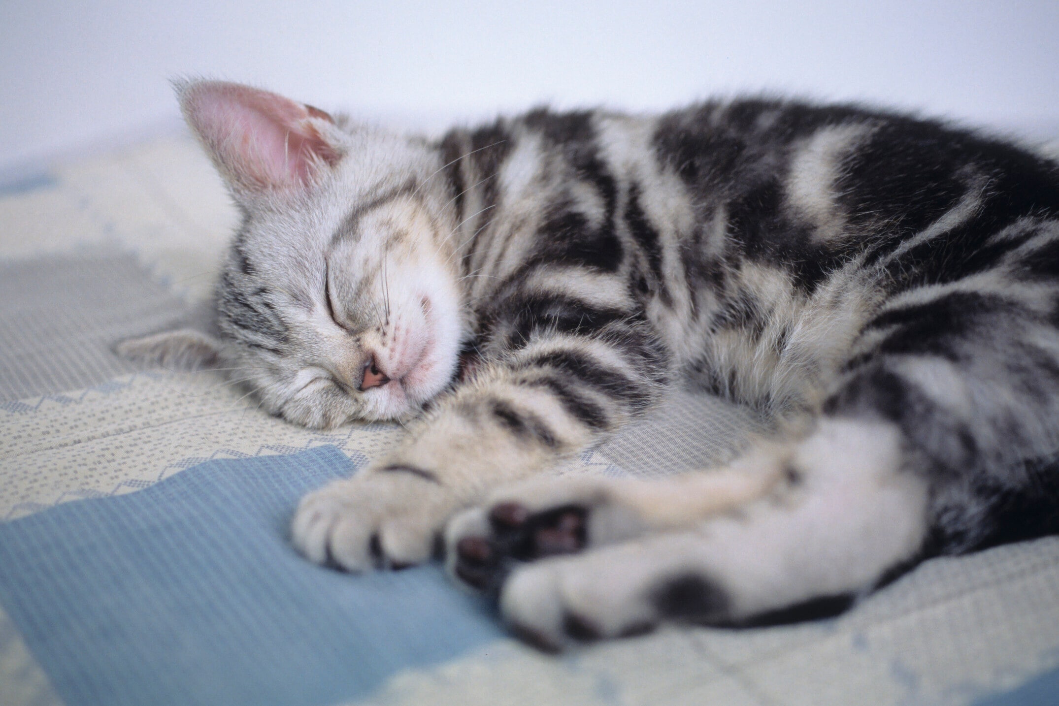 ■■ハーマン■■Tabby Cat/タビーキャット/猫/ねこ■■HERMANN Amazon.com: Gray Tabby Cat, Kitten, Pets, Animals