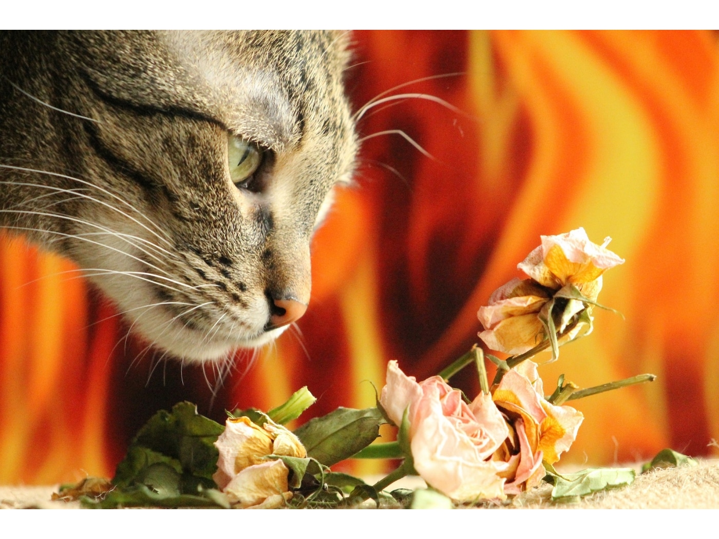 猫にとって毒・危険な花と植物！食べてはいけない植物リスト [猫