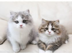 ■■ハーマン■■Tabby Cat/タビーキャット/猫/ねこ■■HERMANN Amazon.com: Gray Tabby Cat, Kitten, Pets, Animals