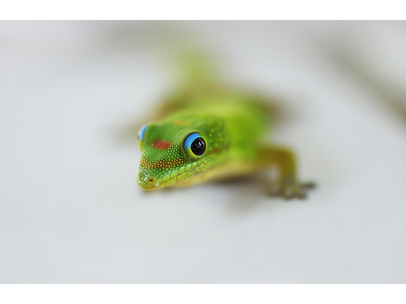 ヤモリの魅力……ゲッコーだって負けてない！ [爬虫類・両生類] All About