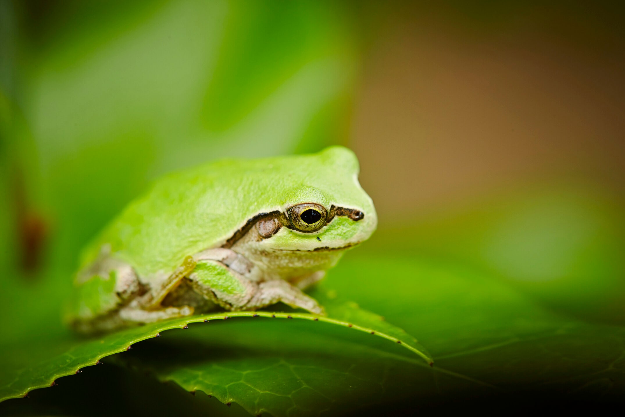 カエルの魅力を紹介！ 種類や飼育のポイント [爬虫類・両生類] All About