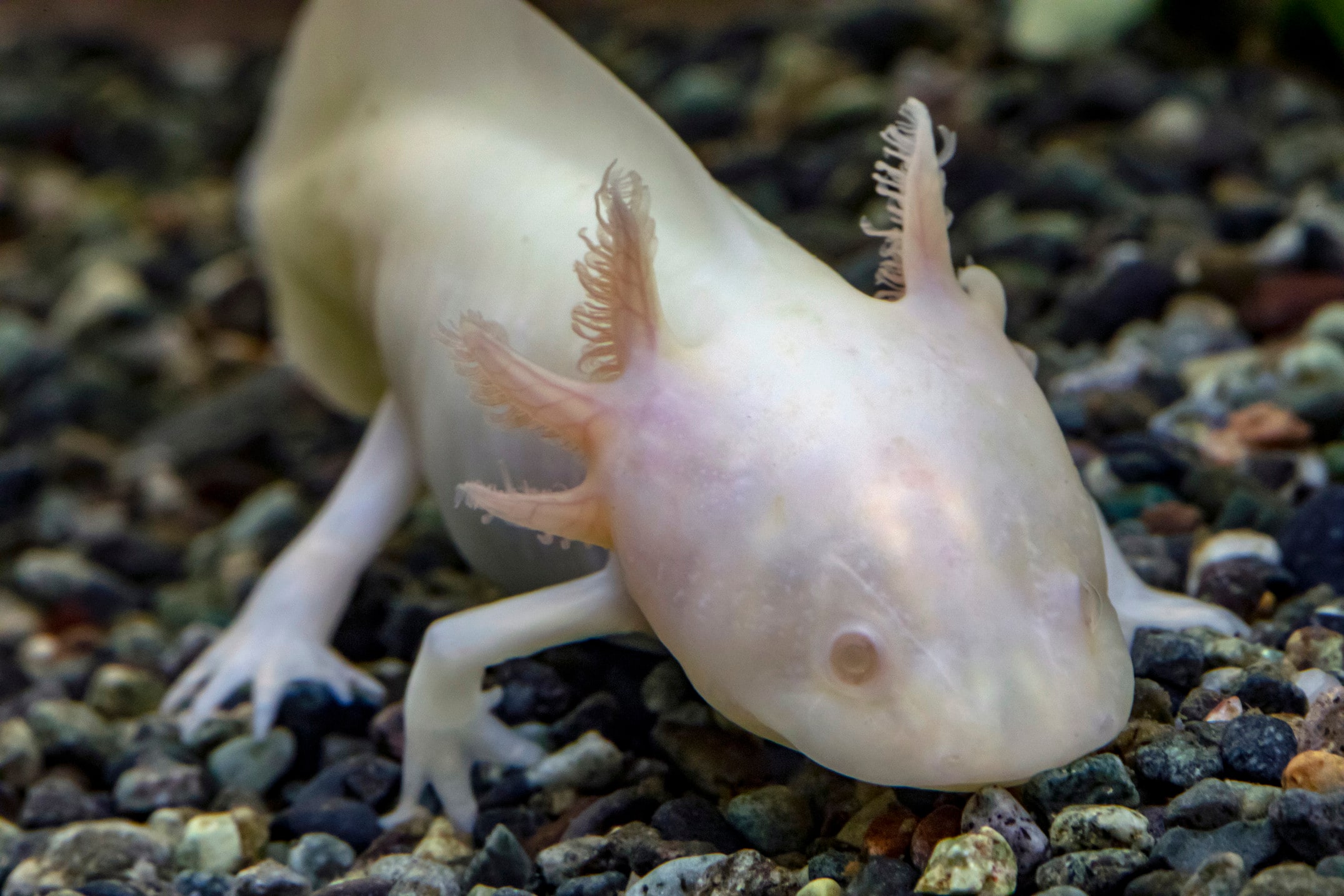 有尾類（有尾目）とは！サラマンダー、サンショウウオ等の飼育 [爬虫類