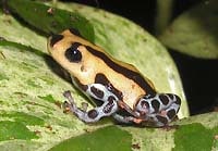 2/2 ヤドクガエル前編 森の宝石！跳ねる芸術！ [爬虫類・両生類