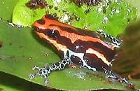 熱帯雨林の宝石・ヤドクガエルを探せ。 カエルの世界へようこそ