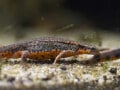 アカハライモリの飼育方法・繁殖・水槽レイアウト