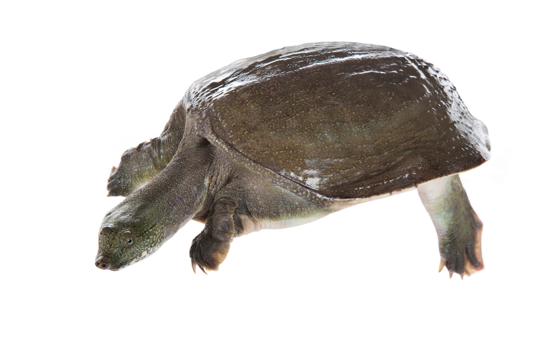 スッポン科とその他のカメの種類を紹介！ [爬虫類・両生類] All About