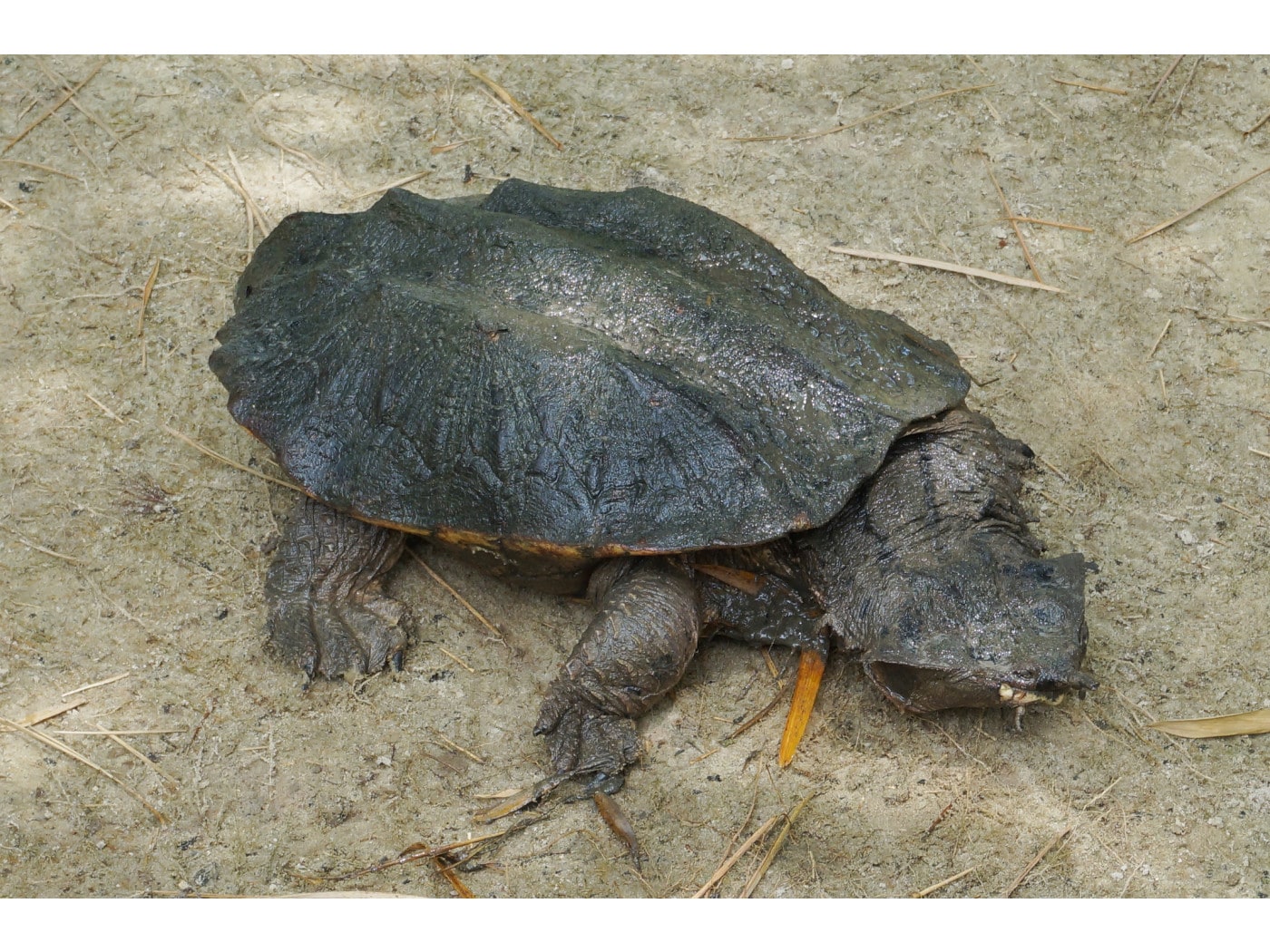 マタマタの飼育方法とは？基本情報と飼育法 [爬虫類・両生類] All About