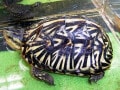フロリダハコガメは美しい⁉ 基本情報と飼育方法を解説！