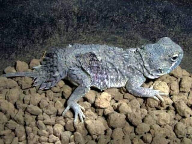 ガラス温室 花・爬虫類の飼育などに - 山形県の家具
