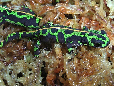 【受付終了】マダライモリ(2024CB)トリオ　♂×1 ♀×2 両生類　イモリ 受付終了】マダライモリ(2024CB)トリオ ♂×1 ♀×2 両生類 イモリ