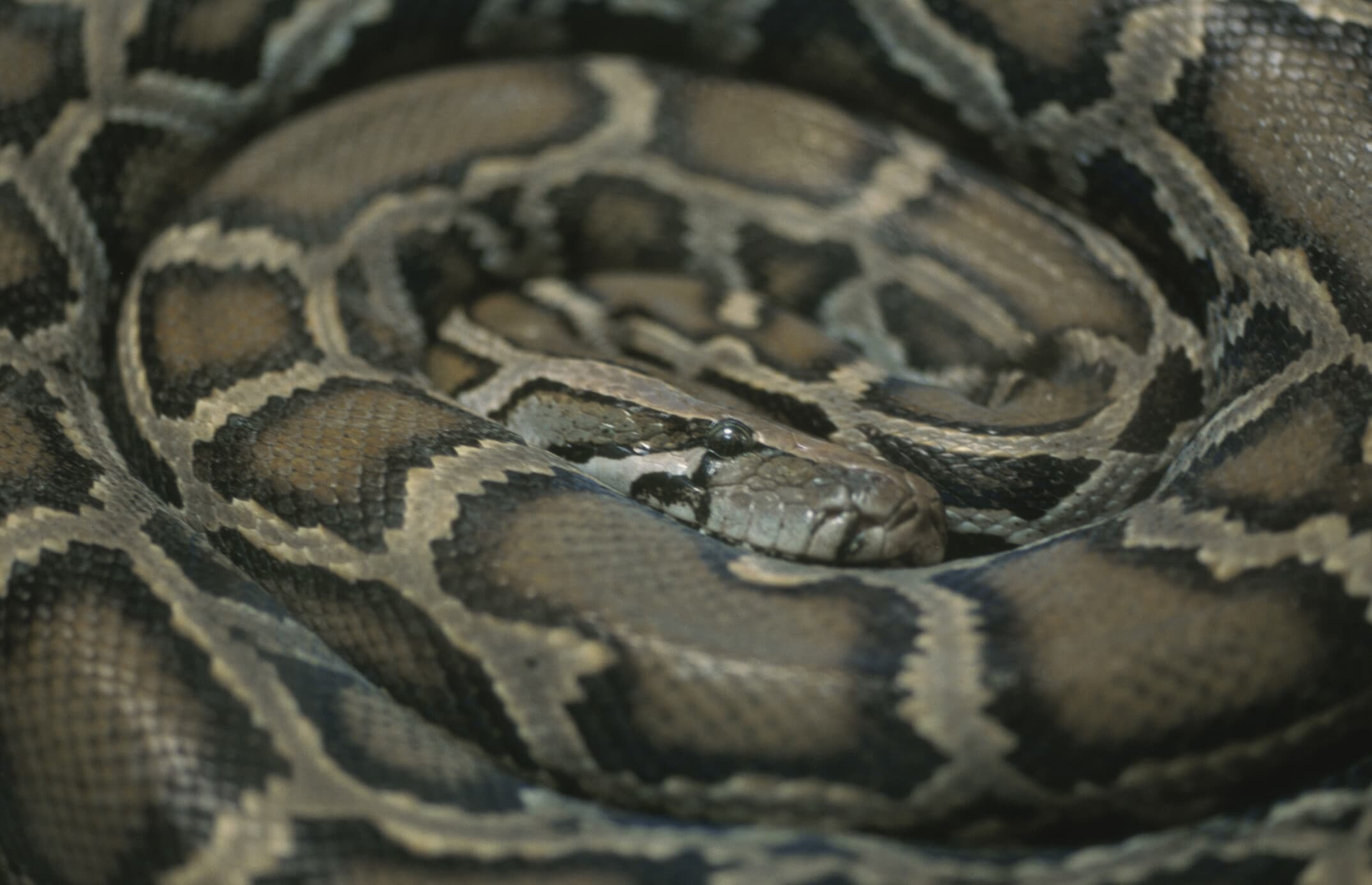 ボア・パイソンの種類を紹介……ペットに向いている種類も！ [爬虫類