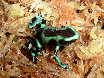 マダラヤドクガエル [爬虫類・両生類] All About