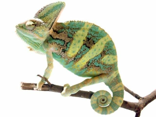 エボシカメレオンの基本情報と飼育方法……丈夫で、飼育しやすい 