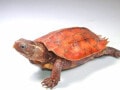 スペングラーヤマガメの基本情報と飼育方法……アジアのヤマガメ！