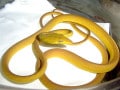 オオアオムチヘビ！爬虫類・ヘビの基本的な知識と飼育方法
