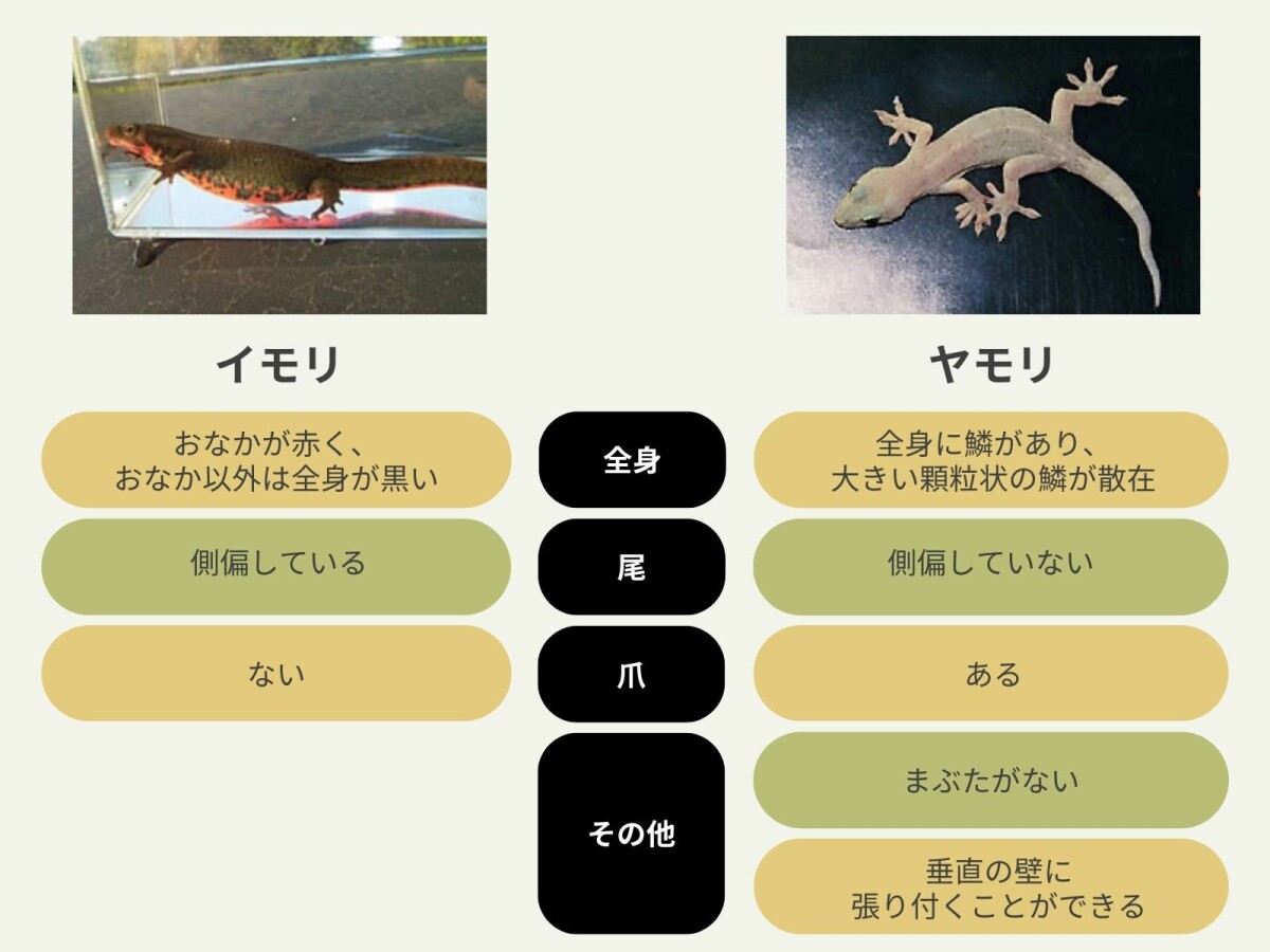 ヤモリ と イモリ の 違い