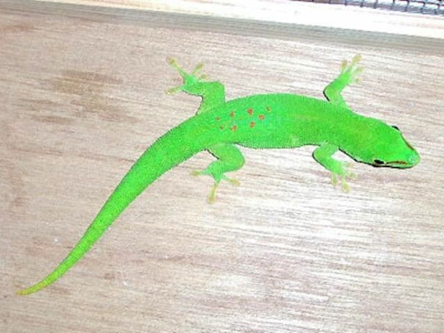 グランディスヒルヤモリの基本情報……昼行性で飼育が楽しい！ [爬虫類
