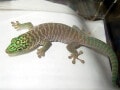 スタンディングヒルヤモリの基本情報と飼育方法……大型で美しい！