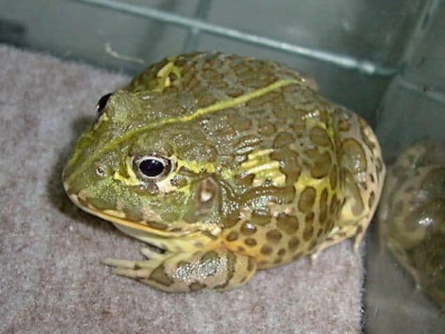 アフリカウシガエルの基本情報と飼育方法…大型のアカガエルの仲間 