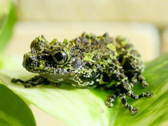 ベトナムコケガエル