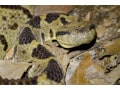 マムシの出産は口から？爬虫類・ヘビの俗説とは