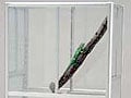 ガラス温室のススメ