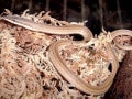 ジカリーヒレアシトカゲの基本情報と飼育方法！ 足のないトカゲ⁉