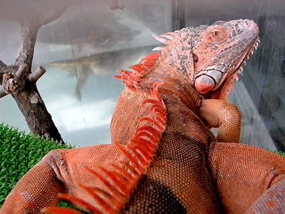 リザーアイズアクリル画 イグアナ イグアナの塗り絵ページ | 塗り絵 ミミパンダ