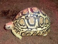 ヒョウモンガメ（ヒョウモンリクガメ）とは？基本的な知識と飼育方法