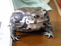ヒキガエルの飼育方法！ペットとしての飼い方や生態を分析