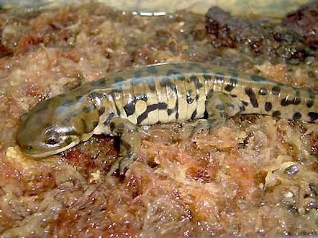 トウブタイガーサラマンダーとは？ 基本情報と飼育方法 [爬虫類