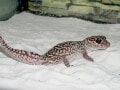 ソメワケササクレヤモリの基本情報と飼育方法……飼育しやすい！