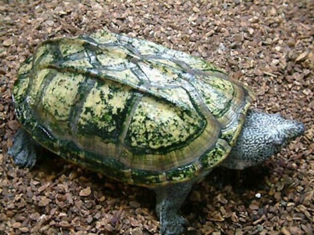 ジャイアントマスクタートルでお馴染み！ スジオオニオイガメの飼育