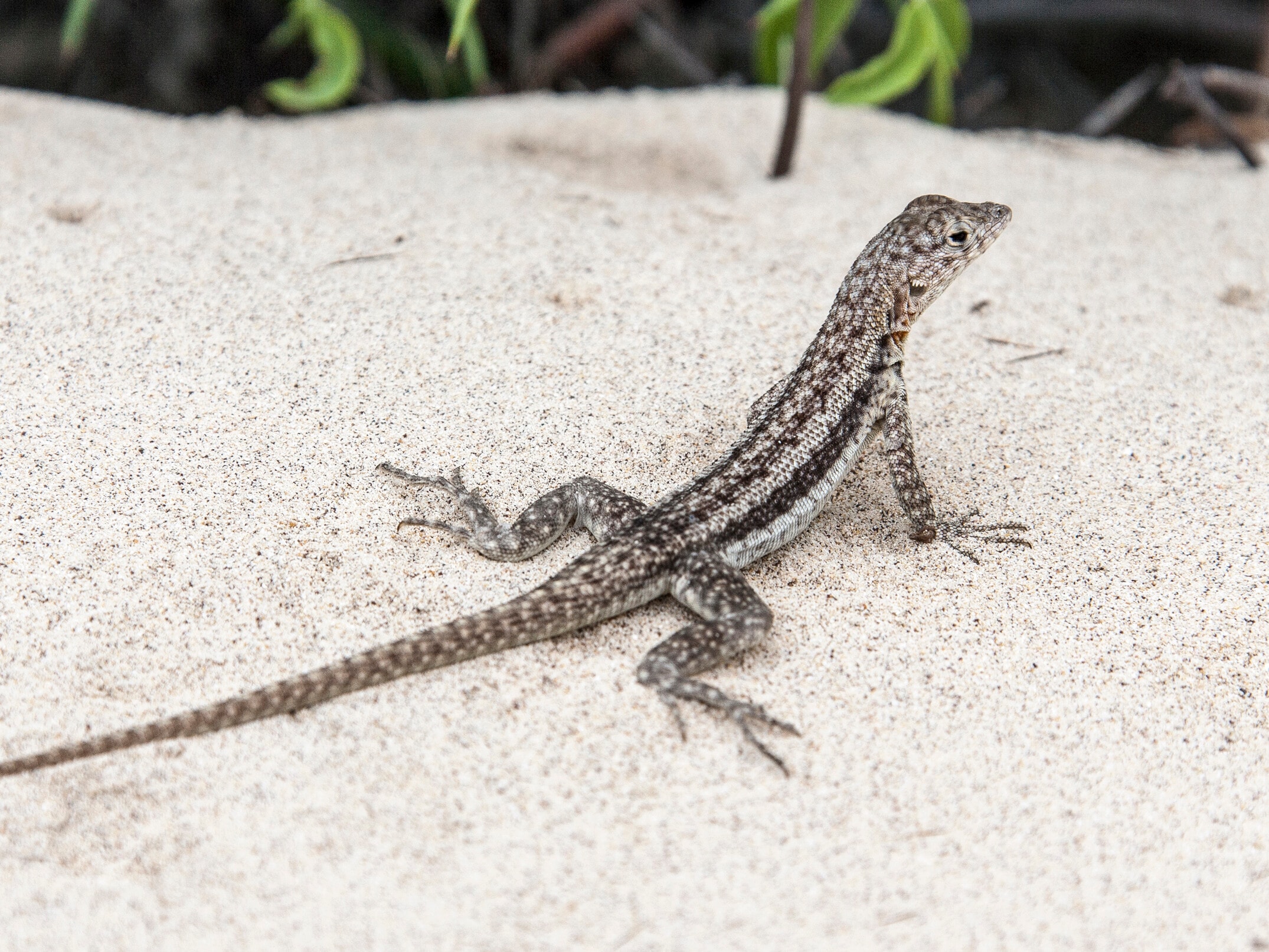 夏」「暑い」から連想できる爬虫類BEST5！ [爬虫類・両生類] All About