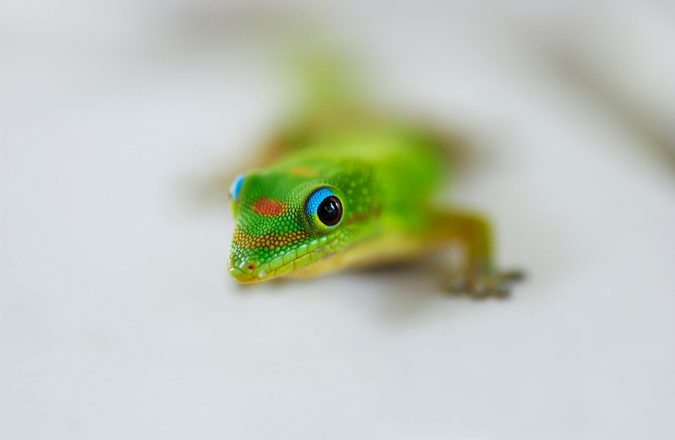 ヒロオヒルヤモリの飼育法と基礎知識 [爬虫類・両生類] All About