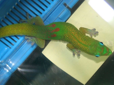 ヒルヤモリ ゆう様 ヒロオヒルヤモリの飼育法と基礎知識 [爬虫類・両生類] All About