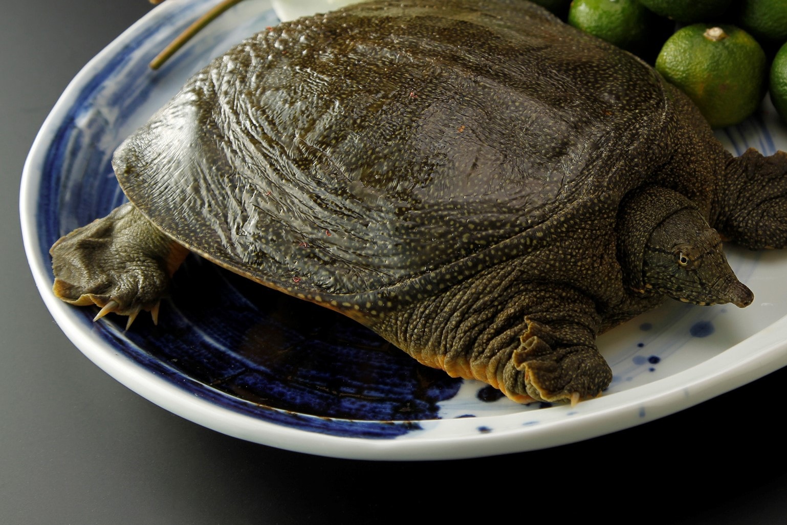 スッポンの飼育方法や飼育環境のすすめ！エサや注意点など [爬虫類 