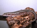 ヨスジオビトカゲの基本情報と飼育方法……美しく人気が高い！