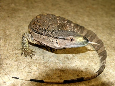 爬虫類の生物多様性 : インベントリーとモニタリングの標準的方法