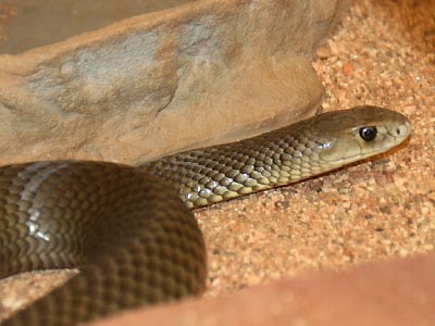 ウェスタンブラウンスネーク [爬虫類・両生類] All About